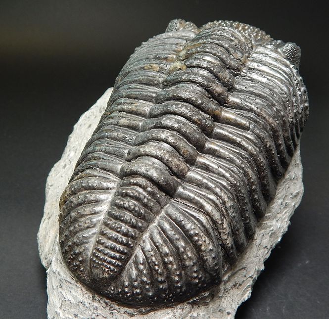 Hovedbilde Trilobitt (Drotops megalomanicus)