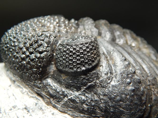 Hovedbilde Trilobitt (Drotops megalomanicus)