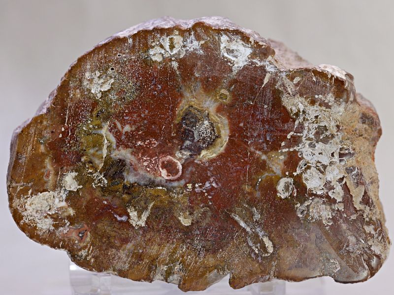 Skive av fossilt tre, Madagaskar, ca. 225 mill. år