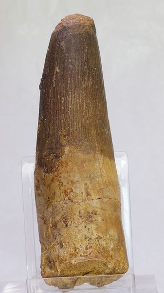 Hovedbilde Pen og diger spinosaurustann i ramme, 10,0 cm