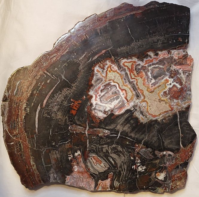 Hovedbilde Skive av fossilt bartre (konifer) fra triasperioden