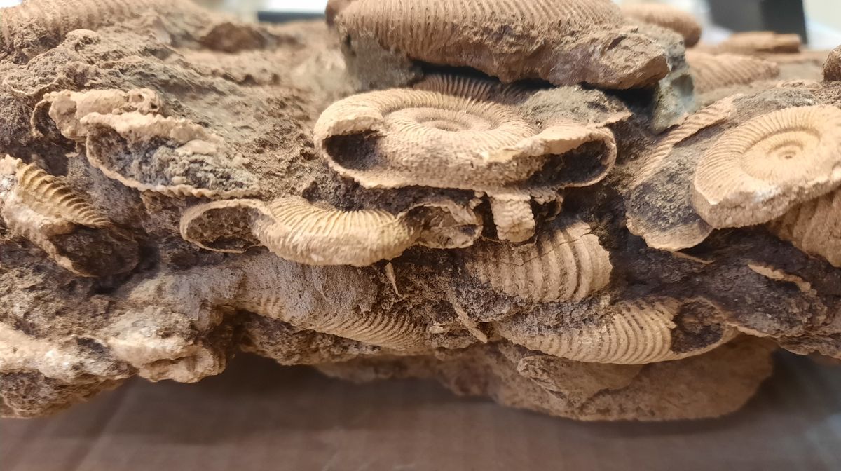 Massedødplate av Dactylioceras-ammonitter