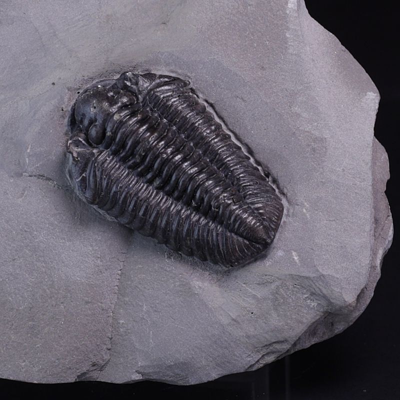 Trilobitt (Calymene niagarensis)