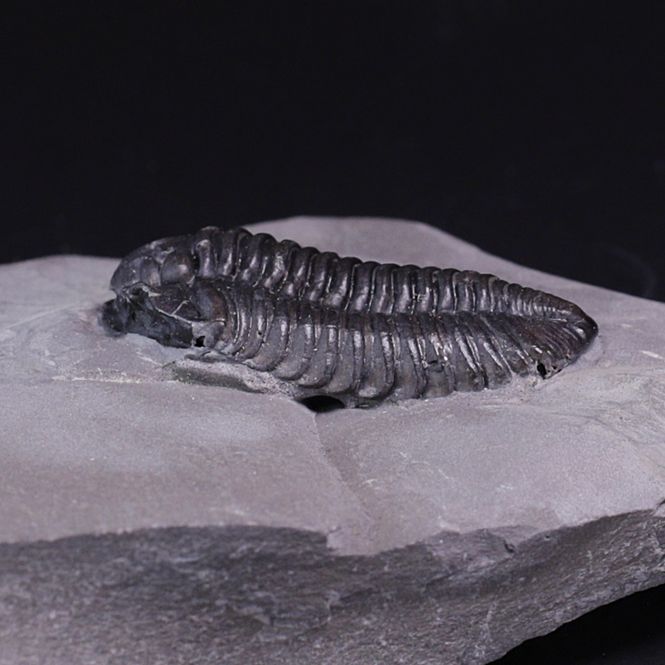 Hovedbilde Trilobitt (Calymene niagarensis)