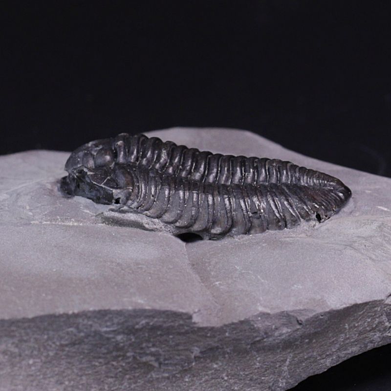 Trilobitt (Calymene niagarensis)