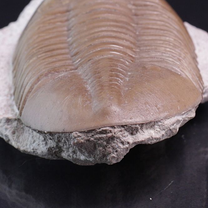 Hovedbilde Trilobitt (Asaphus lepidurus)