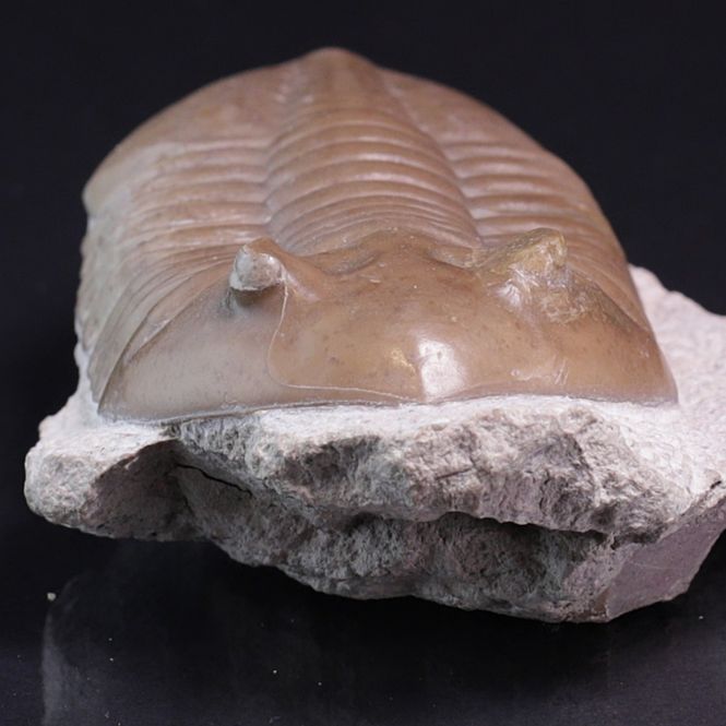 Hovedbilde Trilobitt (Asaphus lepidurus)