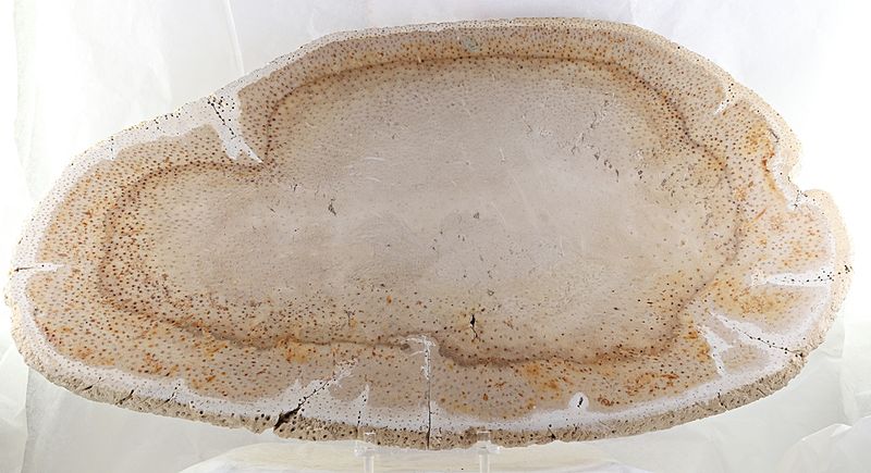 Fossil palmeved fra USA