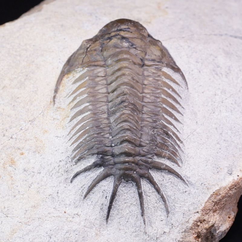  Trilobitt (Cyrtometopus sp)