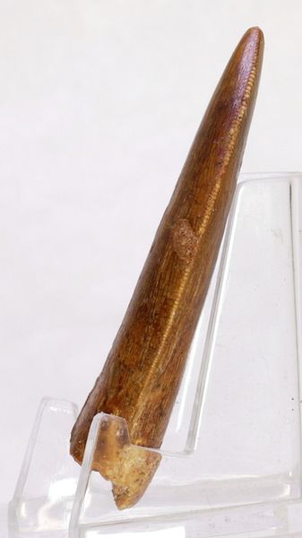 Hovedbilde Carcharodontosaurus-tann, 5,4 cm