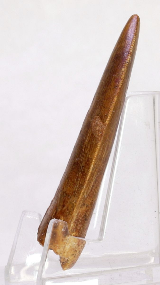 Carcharodontosaurus-tann, 5,4 cm