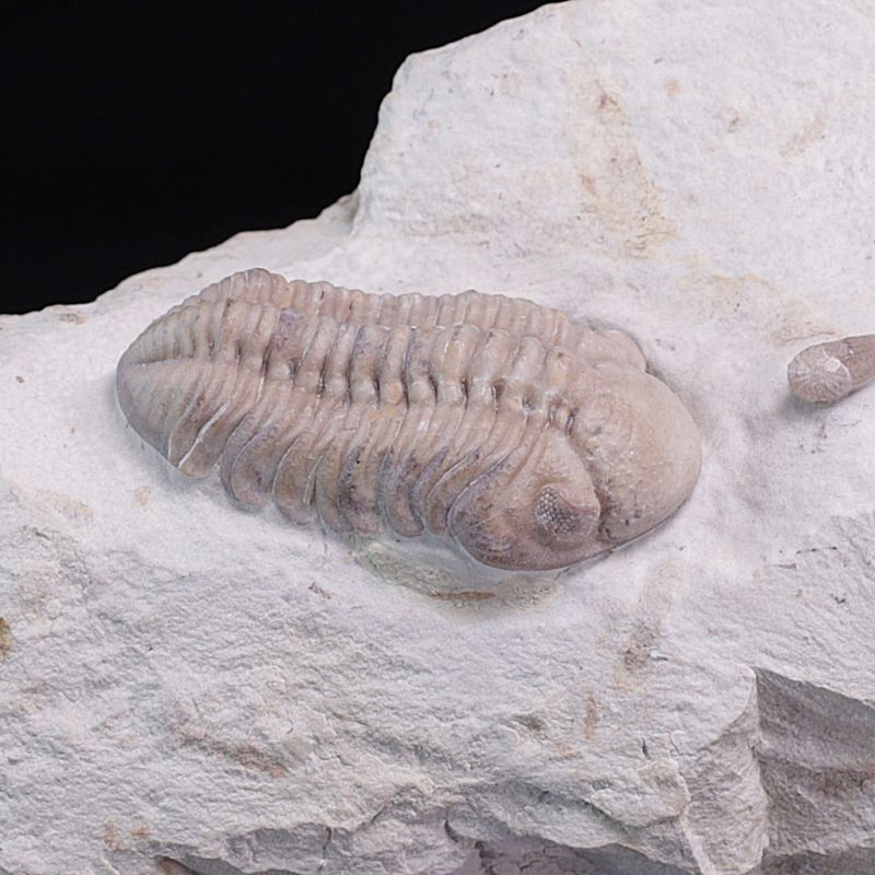 Trilobitt (Viaphacops bombifrons)