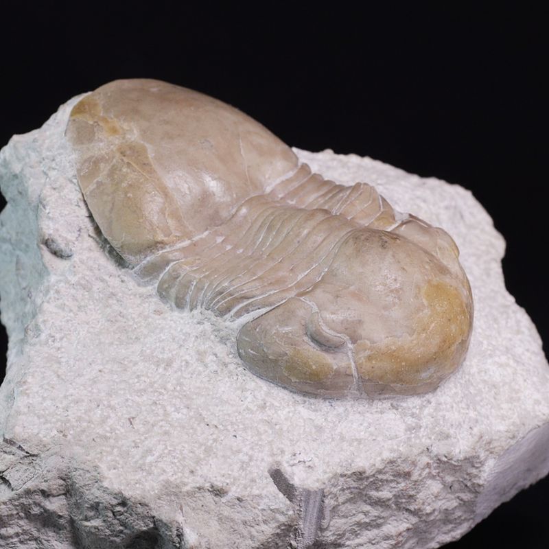 Trilobitt (Displanus acutigenia)