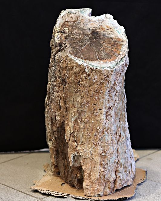 Hovedbilde Diger fossil trestubbe fra Zimbabwe