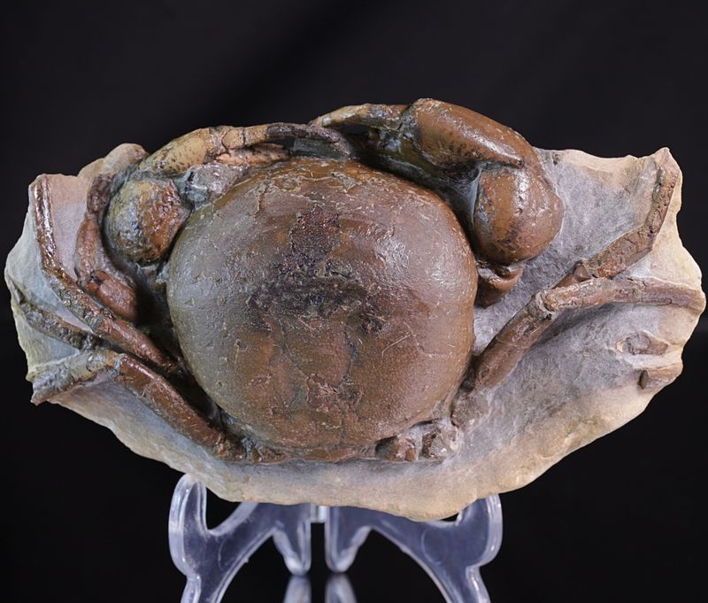 Fossil krabbe (Tumidocarcinus giganteus)