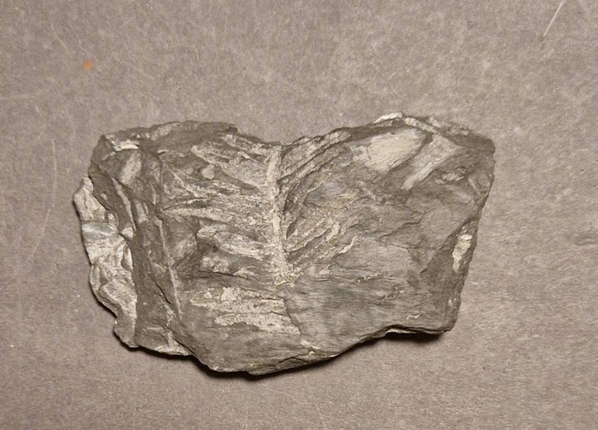 Fossil bregne (minst 300 mill år)