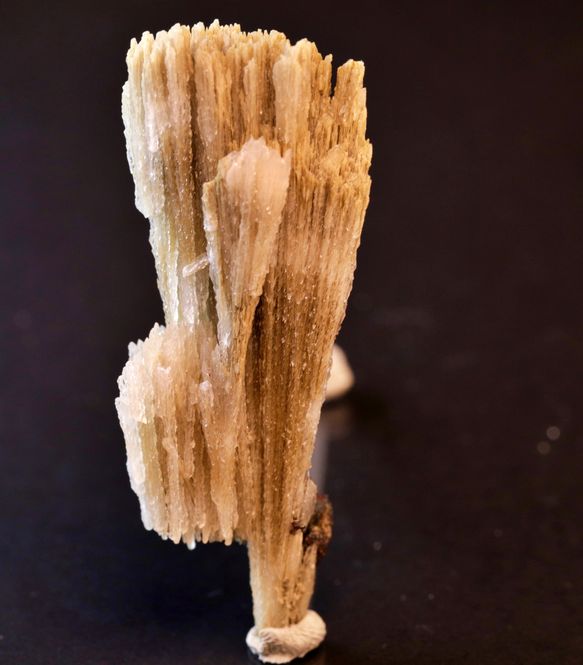 Hovedbilde Kutnohoritt, Kalahari