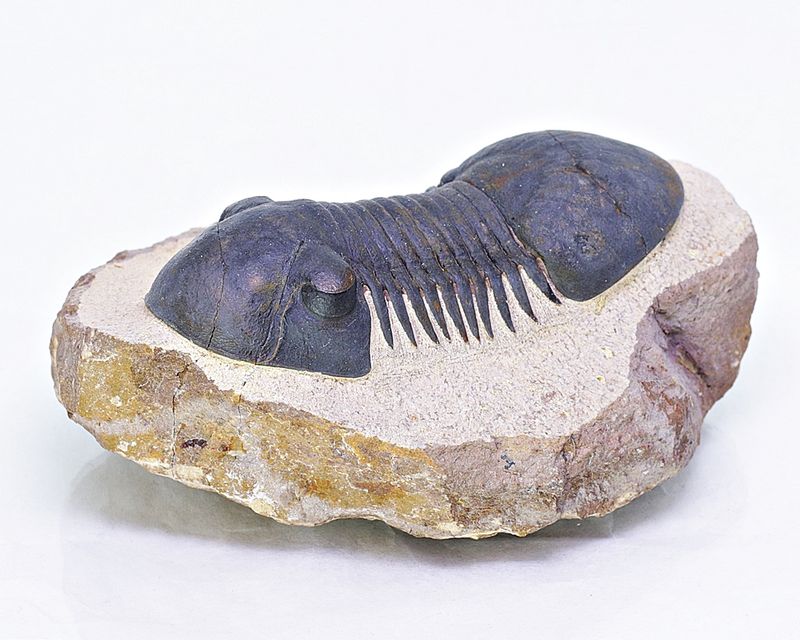 Trilobitt (Paralejurus spatuliformis)
