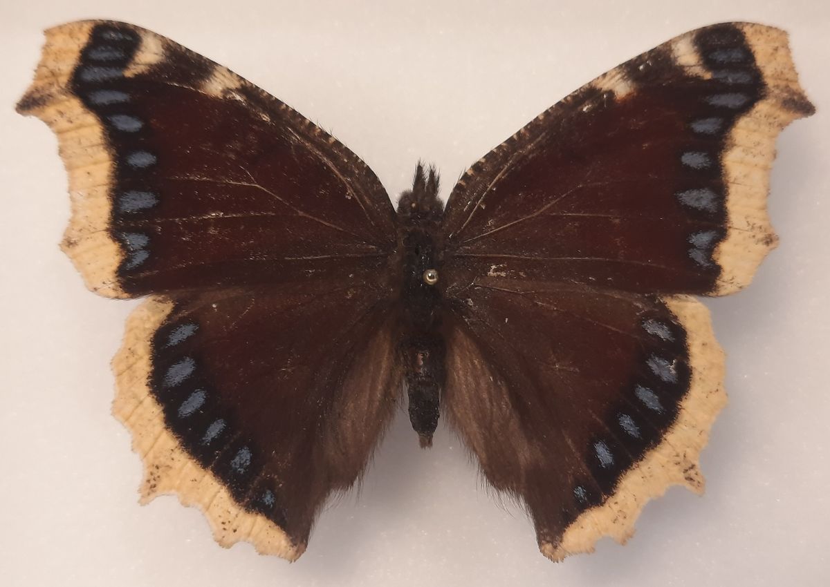 Sørgekåpe (Nymphalis antiopa) i svart ramme (15 x 12 x 5,4 cm)