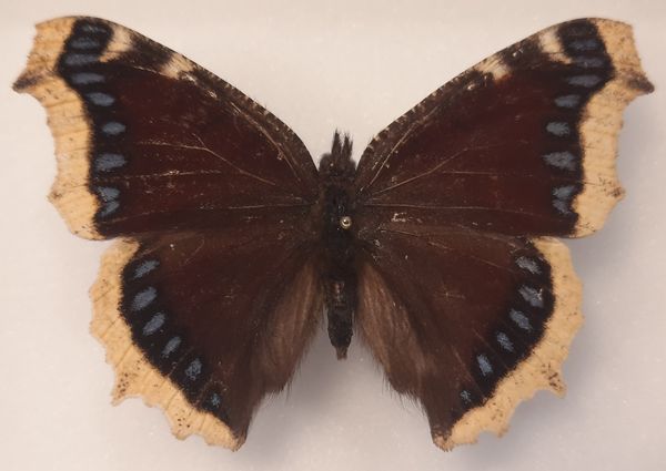 Hovedbilde Sørgekåpe (Nymphalis antiopa) i svart ramme (15 x 12 x 5,4 cm)