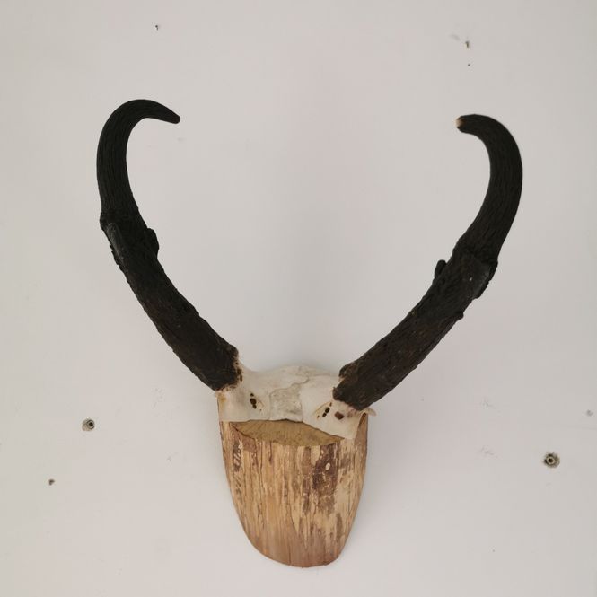 Hovedbilde Gaffelantilope, horn (Antilocapra americana)