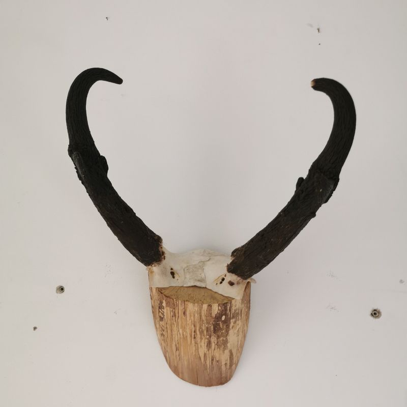 Gaffelantilope, horn (Antilocapra americana)