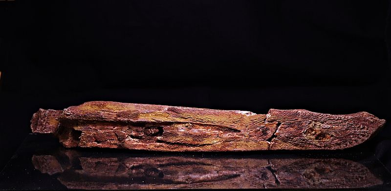Elosuchus, underkjeve (krokodille)