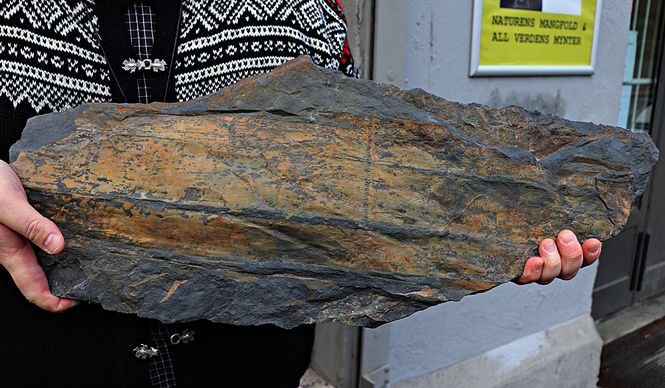 Hovedbilde Fossil stilk av kjempesnelle (Equisetales)
