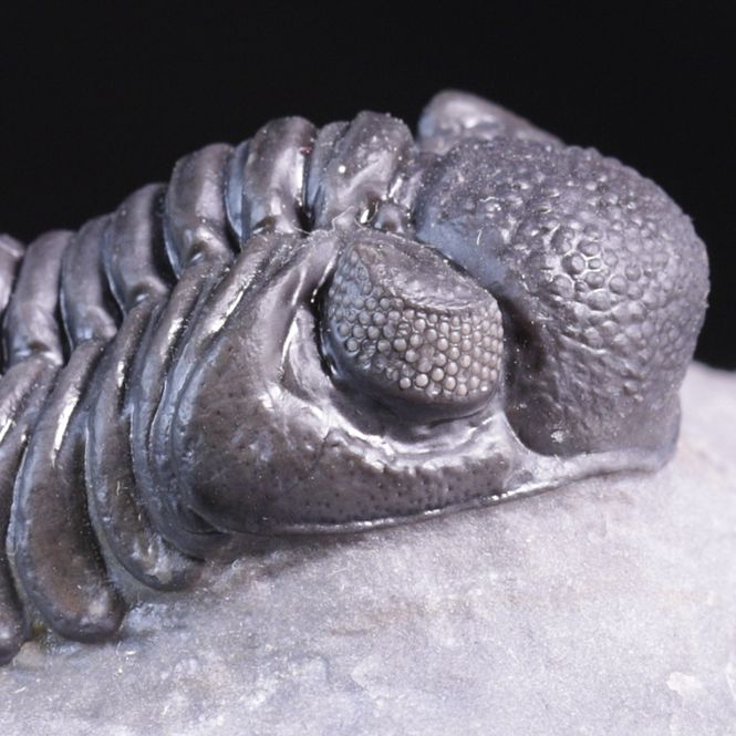 Hovedbilde  Trilobitt (Adrisiops weugi)