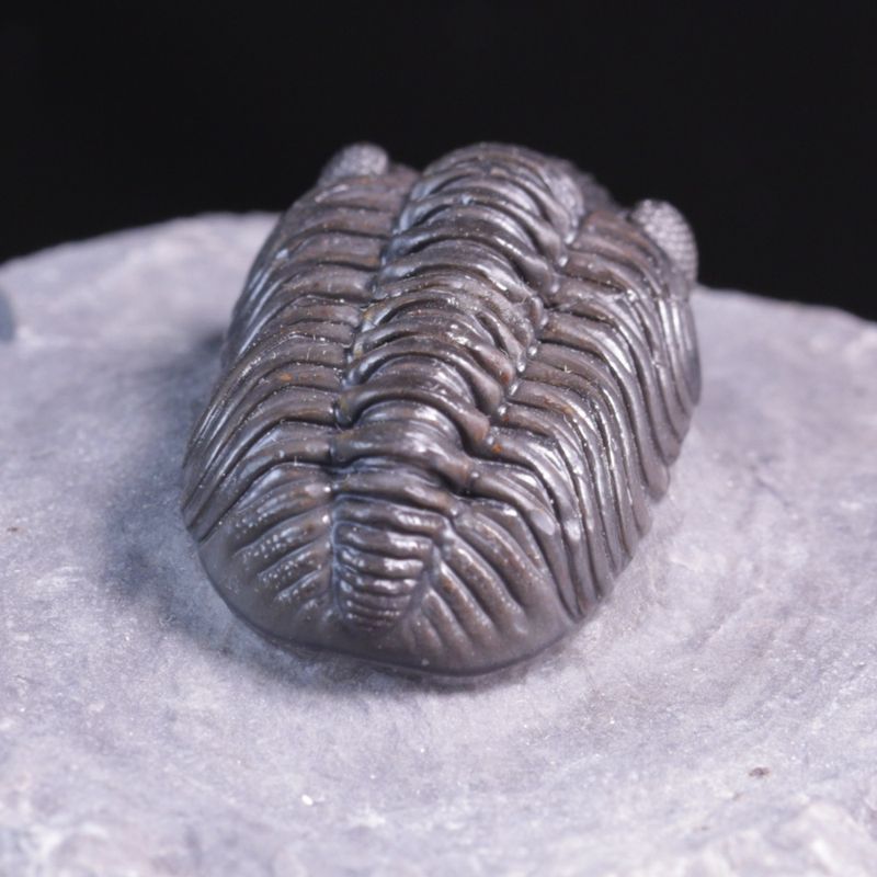  Trilobitt (Adrisiops weugi)
