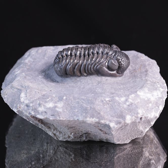 Hovedbilde  Trilobitt (Adrisiops weugi)