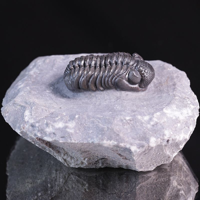  Trilobitt (Adrisiops weugi)