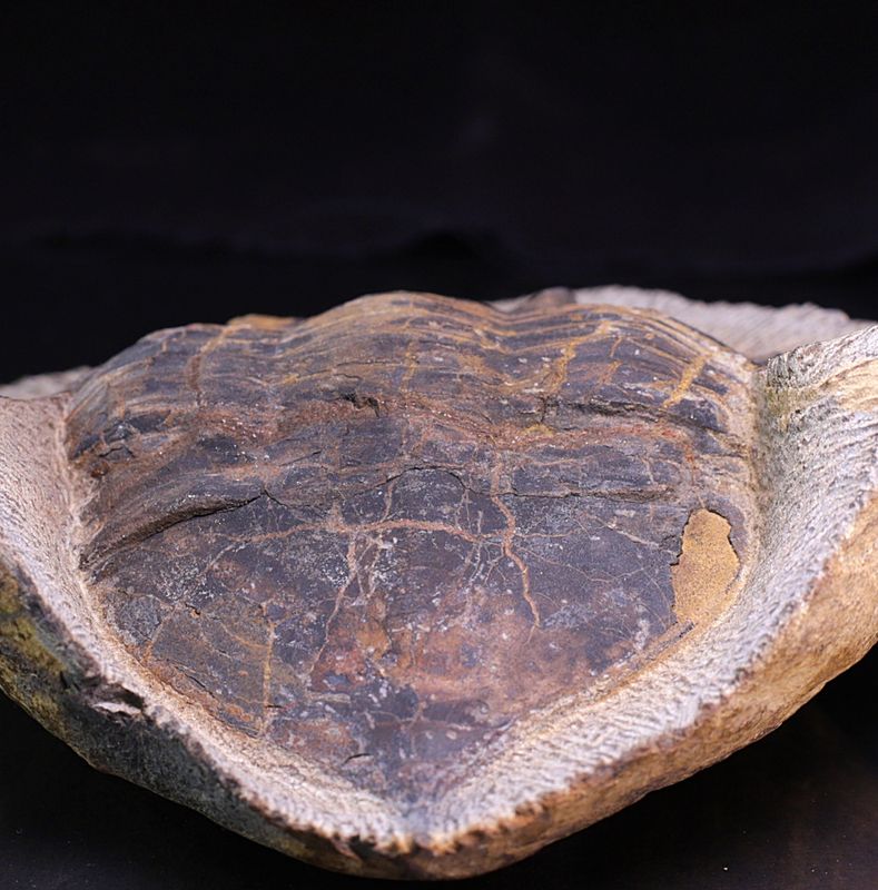 Megistaspis (Ekeraspis) sp