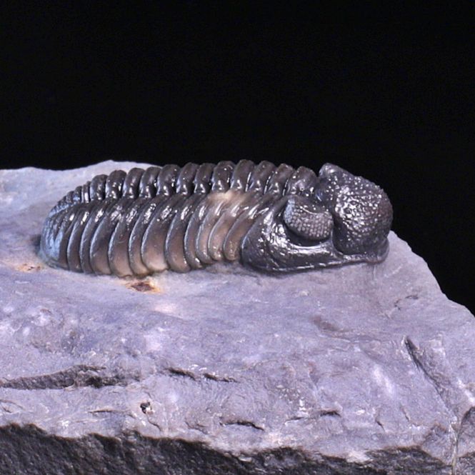 Hovedbilde  Trilobitt (Adrisiops weugi)