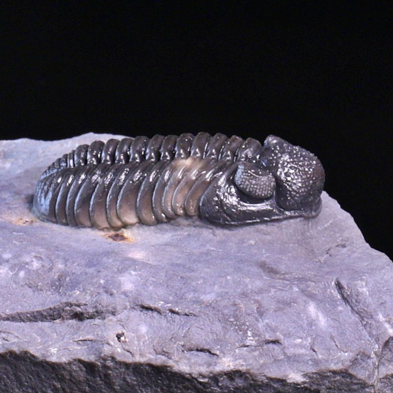  Trilobitt (Adrisiops weugi)