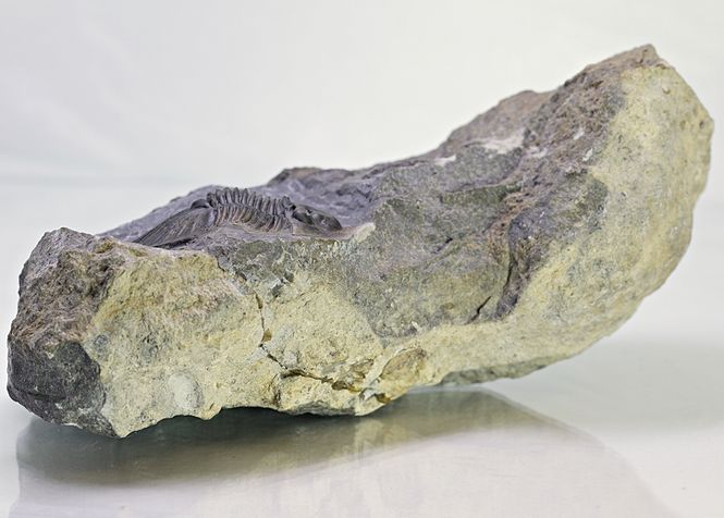 Hovedbilde  Trilobitt (Scabriscutellum furciferum)