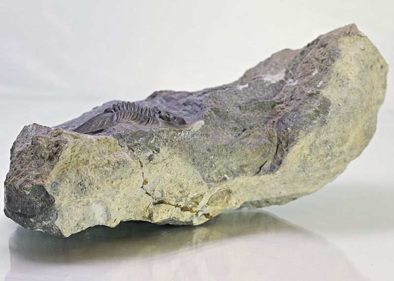  Trilobitt (Scabriscutellum furciferum)