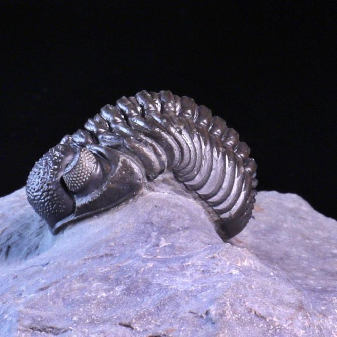 Hovedbilde  Trilobitt (Adrisiops weugi)