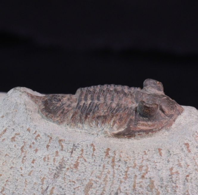 Hovedbilde Trilobitt ( Destombesina tafilaltensis)