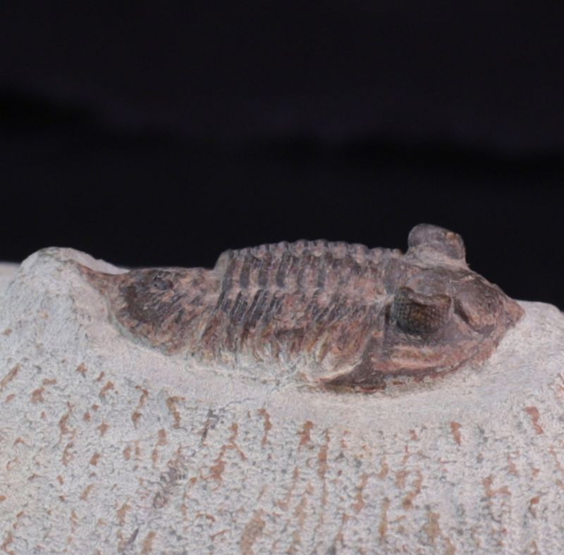 Trilobitt ( Destombesina tafilaltensis)