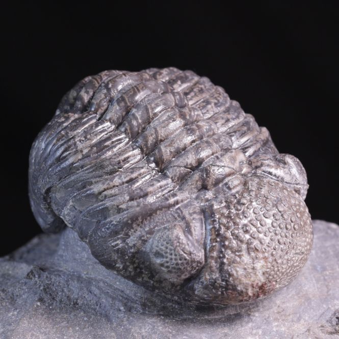 Hovedbilde Trilobitt (Pedinopariops vagabundus)