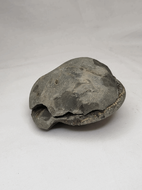 Hovedbilde Ammonitt (Dactylioceras sp.), delt nodul, Whitby, England