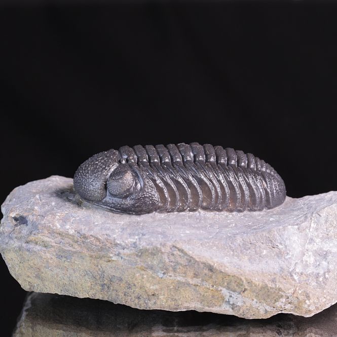 Hovedbilde Trilobitt (Morocops ovatus)