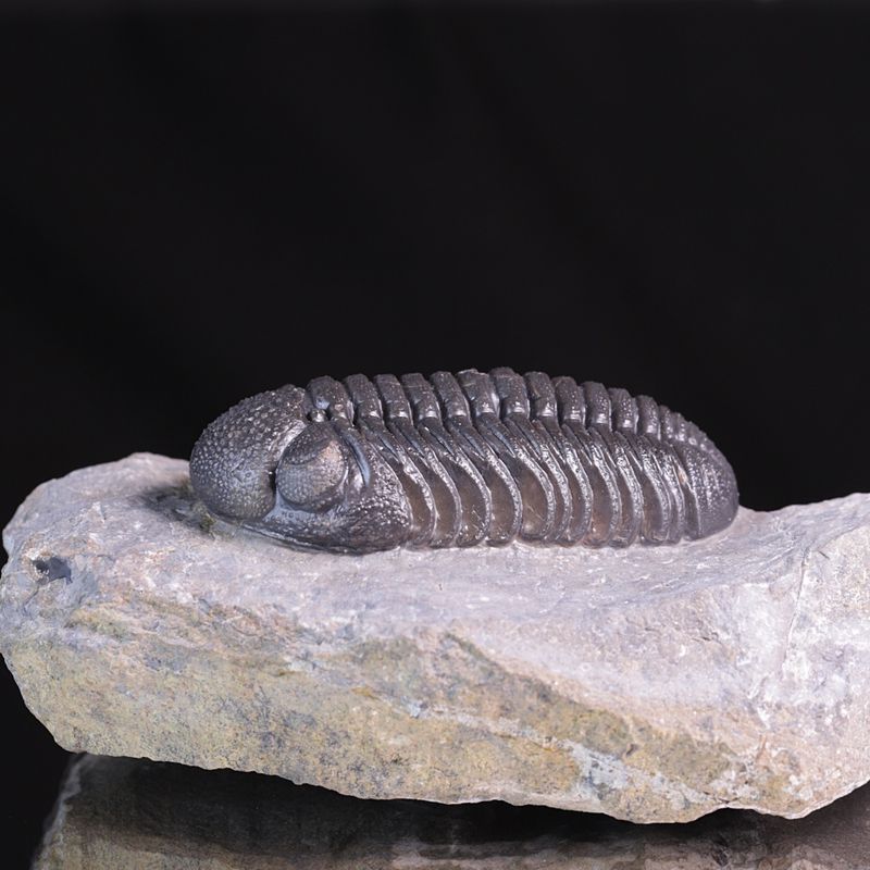 Trilobitt (Morocops ovatus)