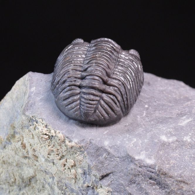 Hovedbilde  Trilobitt (Adrisiops weugi)