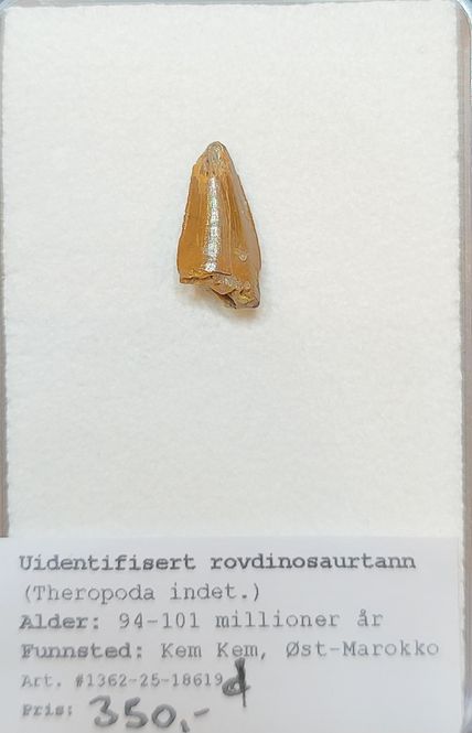 Hovedbilde Uidentifisert rovdinosaurtann (94-101 mill år)