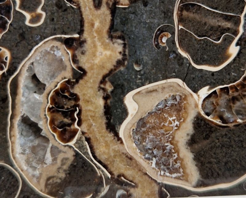 Promicroceras sp. (ammonittplate)
