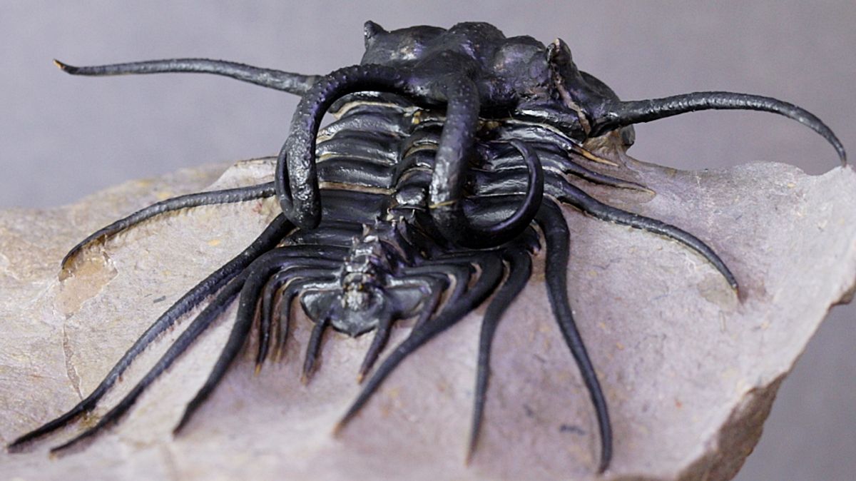 Trilobitt (Dicranurus monstrosus)