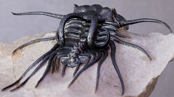 Hovedbilde Trilobitt (Dicranurus monstrosus)