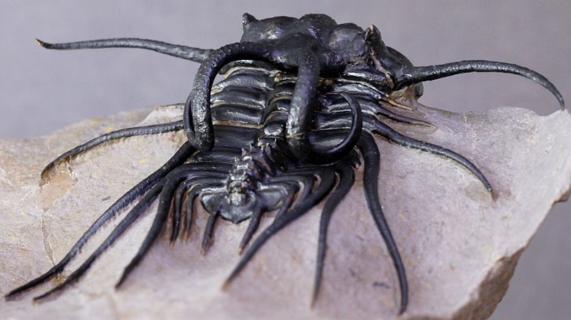 Trilobitt (Dicranurus monstrosus)